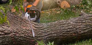 Best Firewood Processing and Delivery  in Missouri City, TX