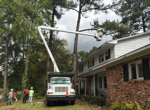 Best Residential Tree Removal  in Missouri City, TX