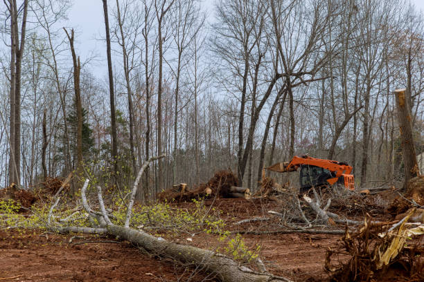 Best Tree Preservation Services  in Missouri City, TX