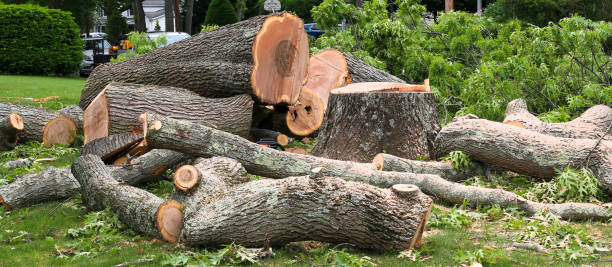 Best Tree Risk Assessment  in Missouri City, TX