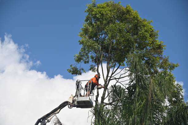 Best Arborist Consultation Services  in Missouri City, TX