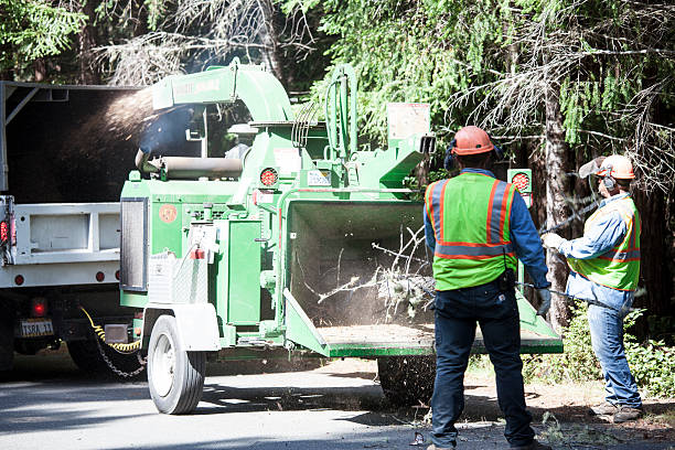 Seasonal Cleanup (Spring/Fall) in Missouri City, TX